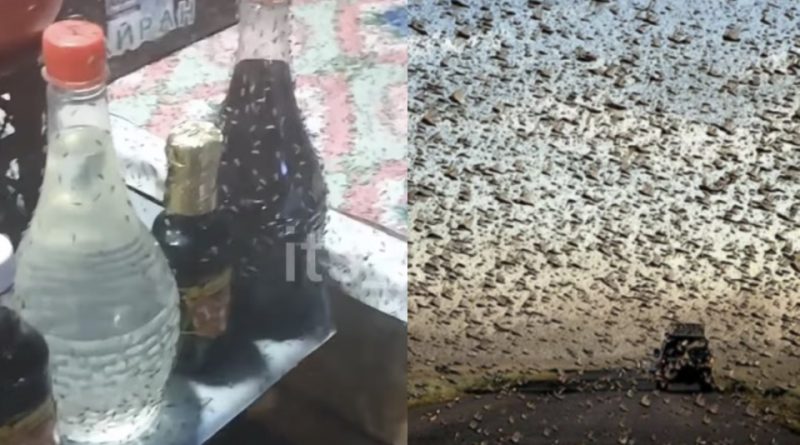 Неначе кадри з фільма апокаліпсис: нашестя на українському курорті, люди тікають, цілими стаями комахи налітають і кусають