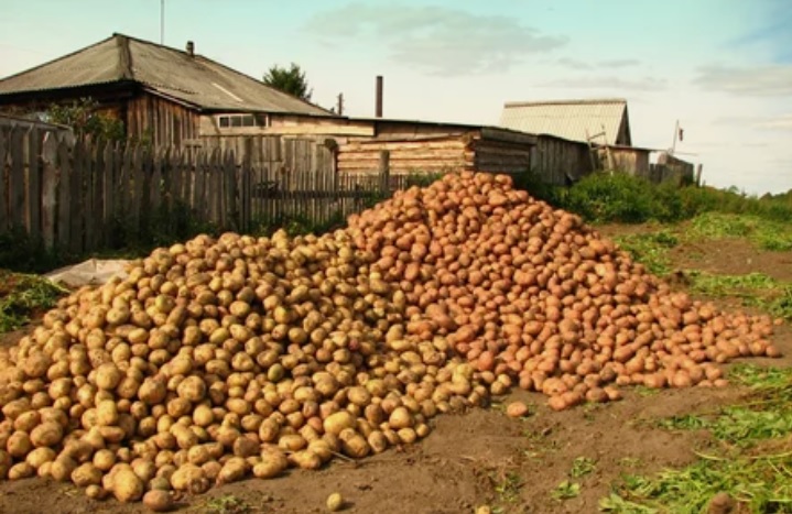 700 кг картоплі з сотки: досвідчений картопляр поділився секретами вирощування картоплі…