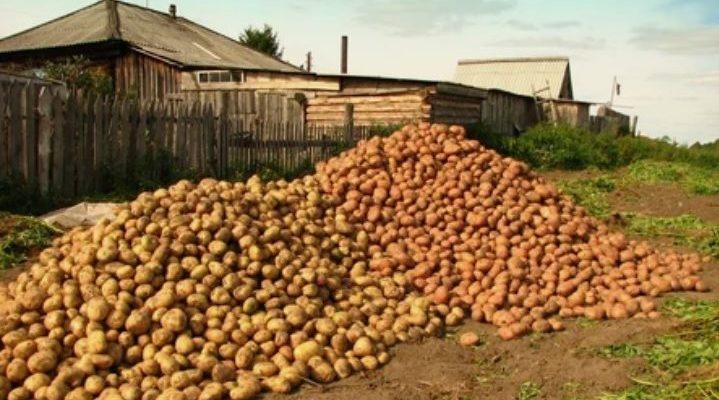 700кг з сотки: професійний картопляр відкрив секрет вирощування картоплі…