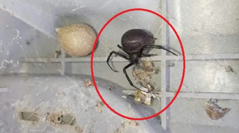В Україні виявили одного з найотруйніших павуків, українців просять бути обережними