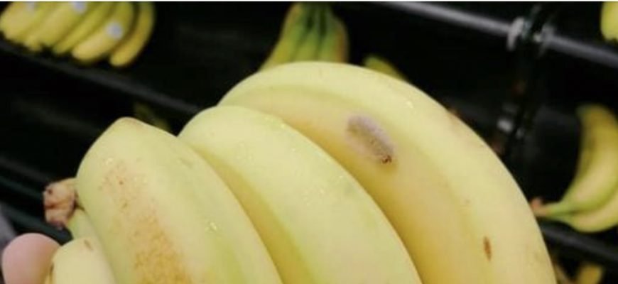 У відомій мережі супермаркетів на бананах виявили «отруйного павука». Фото туриста