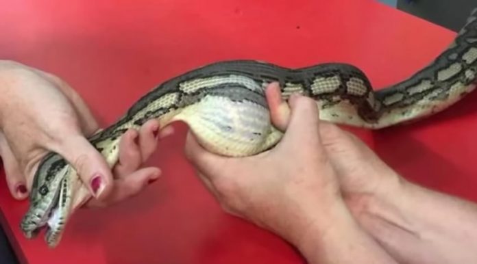 Ветеринар знайшов змію з гігантським клубком і не міг повірити у те, що побачив на власні очі…