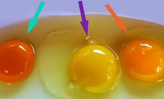 Вгадайте: яке з цих яєць було знесено здоровою куркою? Відповідь вас здивує…!
