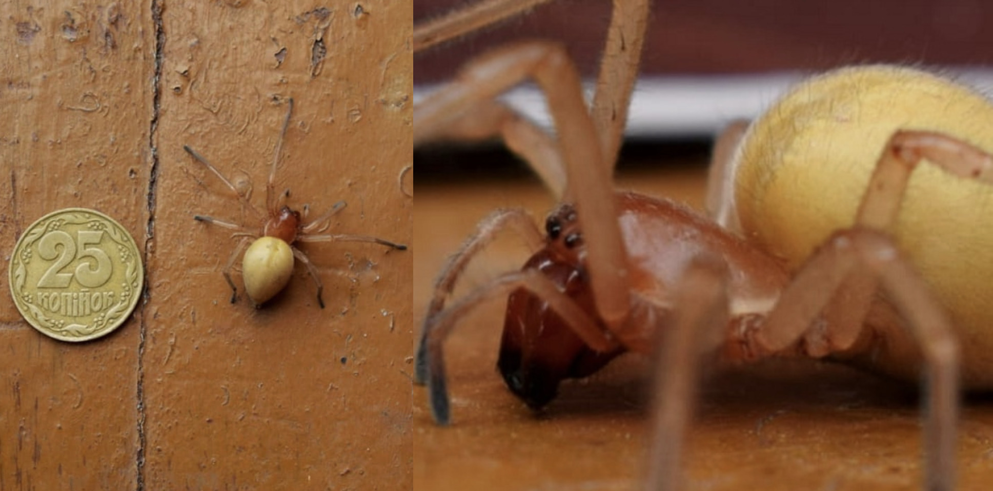 «Будьте уважні та обережні!» Українцям загрожують отруйні павуки з 4 щелепами, які стрибають і боляче кусають