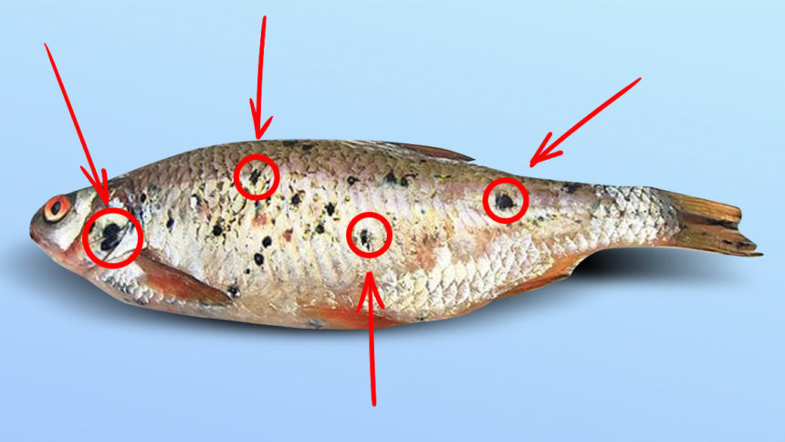 Ніколи не купуйте рибу з такими чорними цятками! Ця інформація може врятувати вам життя!