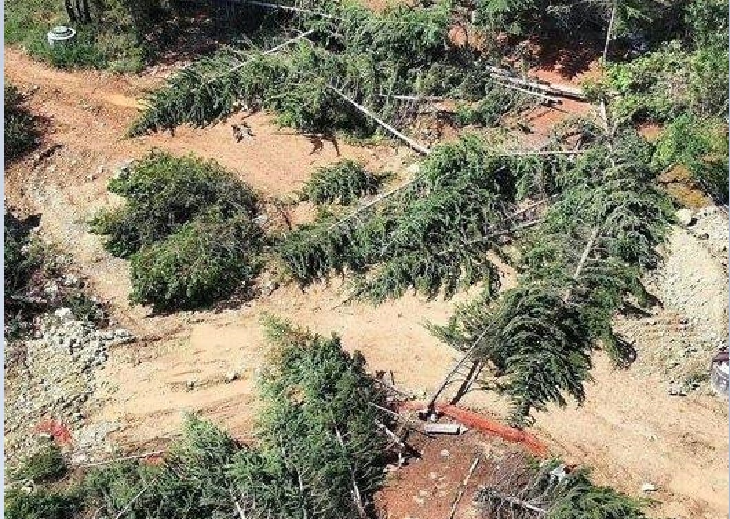 “Лежать, як діди на полі бою”: В окупованому Севастополі за ніч вирубали 363 дерева. Які висаджували ті самі ветерани…