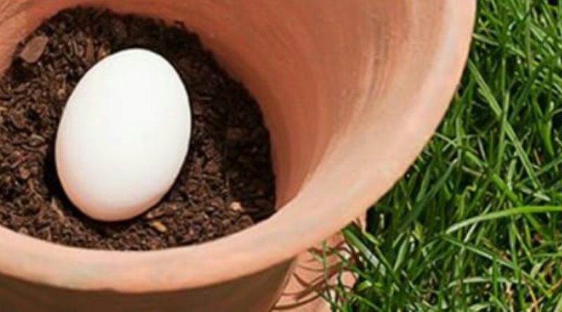 Цей чоловік закопує звичайне яйце в грунт. Результат — справжнє відкриття для всіх садівників!