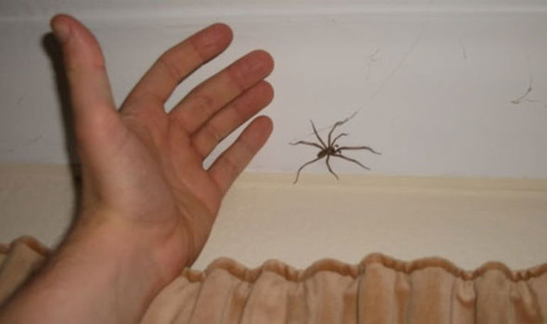 “Ніколи, чуєш, ніколи не в6uвaй павука у власному будинку!” – кричала мені услід бабуся! Лише згодом я зрозуміла чому…