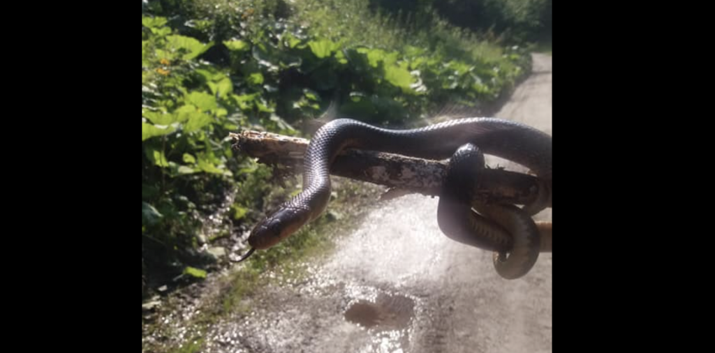 В Карпатах сьогодні виявили невідому змію: укус вбuває миттєво (фото)
