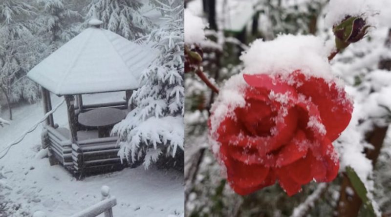Яка краса, в Україну посеред осені прийшла зима: Випав перший сніг – очевидці викладають перші фото природньої краси